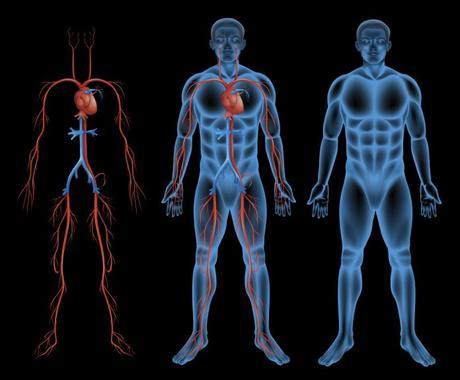 ¿Como mejorar la circulación sanguínea?