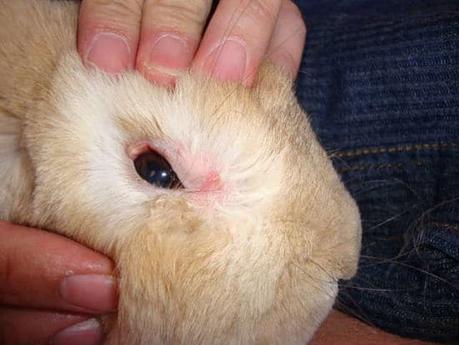 Aprende A Reconocer La Conjuntivitis En Conejos. Sus Causas Y Qué Hacer