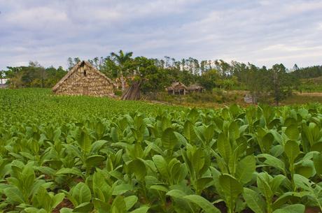 Nuevamente el Tabaco Cubano hace buena alcancía