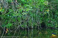 Lago Jalapa -Puerto Viejo de Sarapiquí, Heredia-