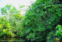 Lago Jalapa -Puerto Viejo de Sarapiquí, Heredia-