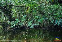 Lago Jalapa -Puerto Viejo de Sarapiquí, Heredia-