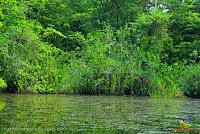 Lago Jalapa -Puerto Viejo de Sarapiquí, Heredia-