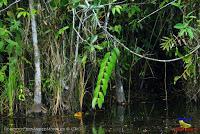 Lago Jalapa -Puerto Viejo de Sarapiquí, Heredia- Lago Jalapa -Puerto Viejo de Sarapiquí, Heredia-