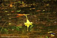 Lago Jalapa -Puerto Viejo de Sarapiquí, Heredia-