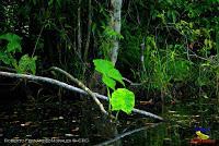 Lago Jalapa -Puerto Viejo de Sarapiquí, Heredia- Lago Jalapa -Puerto Viejo de Sarapiquí, Heredia-