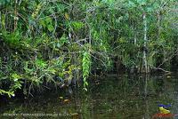 Lago Jalapa -Puerto Viejo de Sarapiquí, Heredia-