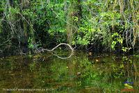 Lago Jalapa -Puerto Viejo de Sarapiquí, Heredia- Lago Jalapa -Puerto Viejo de Sarapiquí, Heredia-