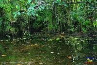 Lago Jalapa -Puerto Viejo de Sarapiquí, Heredia-