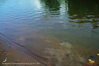 Lago Jalapa -Puerto Viejo de Sarapiquí, Heredia- Lago Jalapa -Puerto Viejo de Sarapiquí, Heredia-