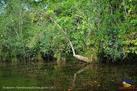 Lago Jalapa -Puerto Viejo de Sarapiquí, Heredia- Lago Jalapa -Puerto Viejo de Sarapiquí, Heredia-