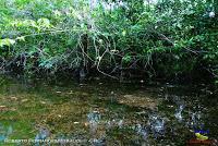 Lago Jalapa -Puerto Viejo de Sarapiquí, Heredia- Lago Jalapa -Puerto Viejo de Sarapiquí, Heredia-
