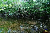 Lago Jalapa -Puerto Viejo de Sarapiquí, Heredia-