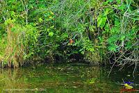 Lago Jalapa -Puerto Viejo de Sarapiquí, Heredia-