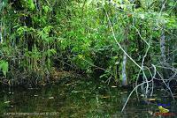 Lago Jalapa -Puerto Viejo de Sarapiquí, Heredia-