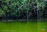 Lago Jalapa -Puerto Viejo de Sarapiquí, Heredia- Lago Jalapa -Puerto Viejo de Sarapiquí, Heredia-