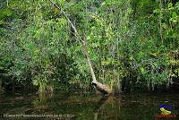 Lago Jalapa -Puerto Viejo de Sarapiquí, Heredia- Lago Jalapa -Puerto Viejo de Sarapiquí, Heredia-