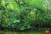 Lago Jalapa -Puerto Viejo de Sarapiquí, Heredia- Lago Jalapa -Puerto Viejo de Sarapiquí, Heredia-