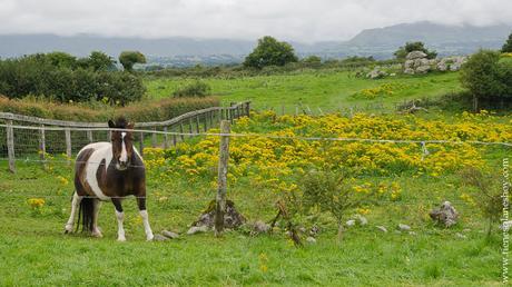 Pony Connemara Irlanda