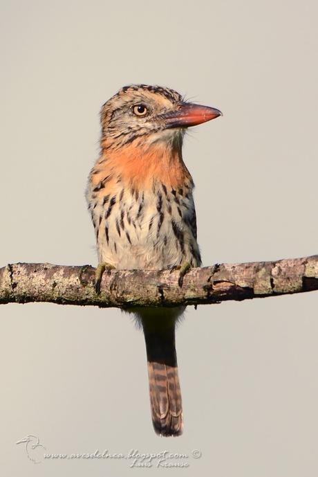 Durmilí (Chaco Puffbird) Nystalus maculatus