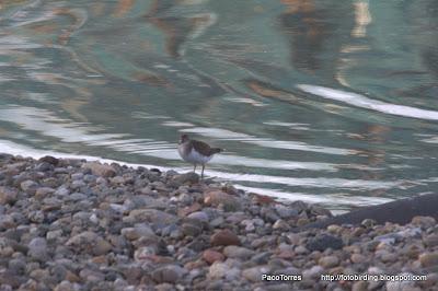 Fotobirding por Sant Adrià