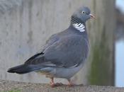 Fotobirding Sant Adrià