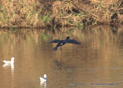 Fotobirding por Sant Adrià