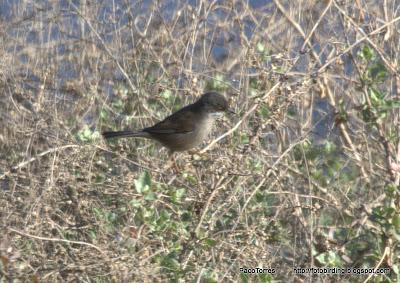 Fotobirding por Sant Adrià
