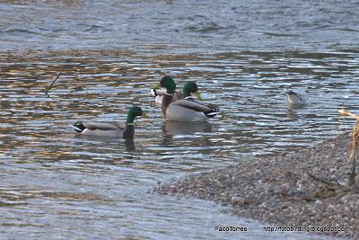 Fotobirding por Sant Adrià