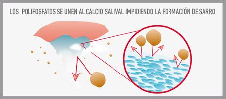 La enfermedad periodontal en gatos: 3 cosas que hay que saber