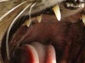 enfermedad periodontal gatos: cosas saber