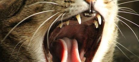 La enfermedad periodontal en gatos: 3 cosas que hay que saber