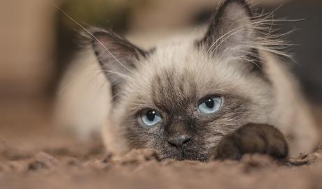 La enfermedad periodontal en gatos: 3 cosas que hay que saber