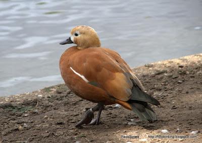 El tarro canelo. (Tadorna ferruginea)