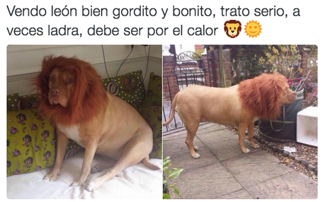 14 Imágenes de Ofertas Insólitas ¡No Dejes Pasar Ninguna!