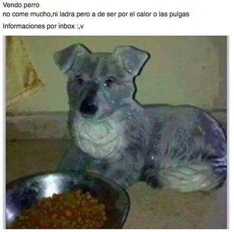 14 Imágenes de Ofertas Insólitas ¡No Dejes Pasar Ninguna!