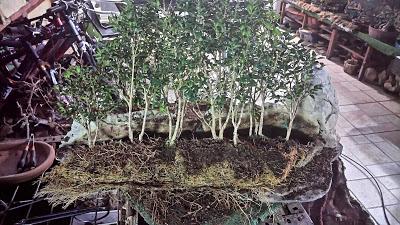 Bosque de Buxus Sempervirens : cambio radical