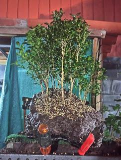 Bosque de Buxus Sempervirens : cambio radical