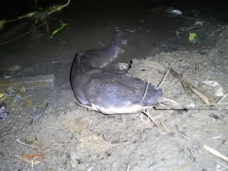 En Cienfuegos: invasión de clarias y cocodrilos en las alcantarillas.