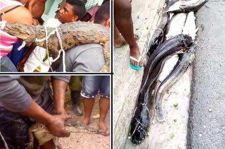 En Cienfuegos: invasión de clarias y cocodrilos en las alcantarillas.