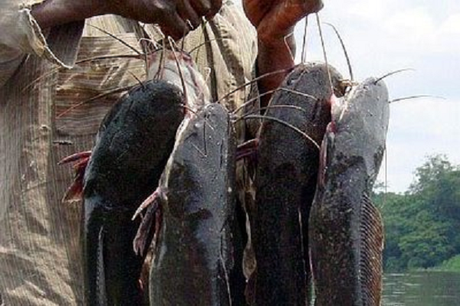 En Cienfuegos: invasión de clarias y cocodrilos en las alcantarillas.