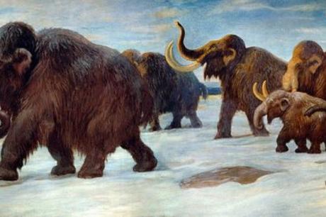 ¿Por qué se extinguieron los últimos mamuts sobre la Tierra?