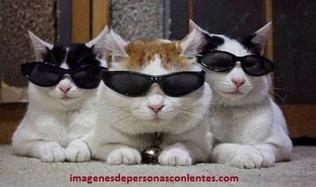 gatitos con anteojos Descuento online OFF 70%
