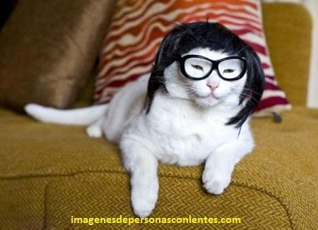 imagenes graciosas con lentes gatos