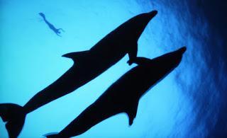 Apocalipsis Tiburón.
