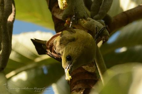 Celestino oliváceo (Palm Tanager) Thraupis palmarum