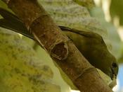 Celestino oliváceo (Palm Tanager) Thraupis palmarum