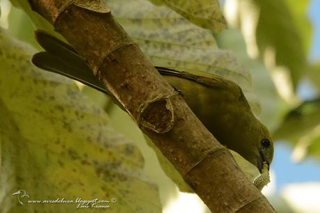 Celestino oliváceo (Palm Tanager) Thraupis palmarum