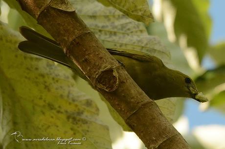 Celestino oliváceo (Palm Tanager) Thraupis palmarum