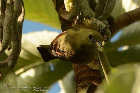 Celestino oliváceo (Palm Tanager) Thraupis palmarum